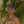 plum purple two tone surf hat