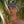 plum purple two tone surf hat