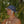 plum purple surf hat